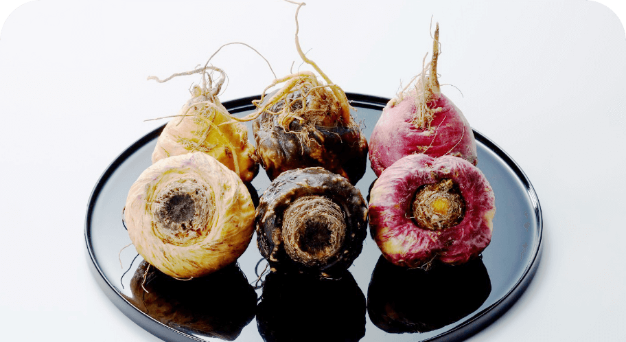 日本産マカの歴史