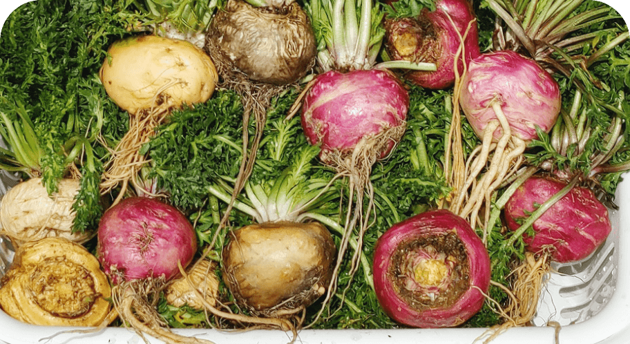 生マカの食材活用