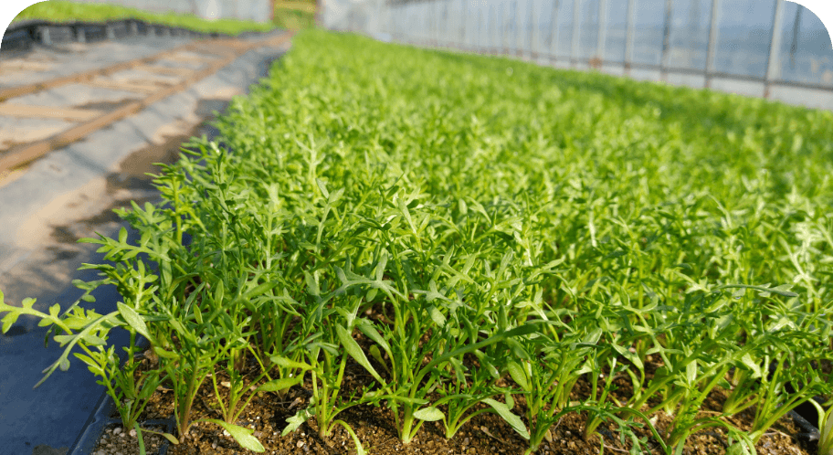 日本でマカが栽培できる理由