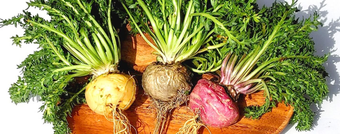 日本産“生マカ”― 一流シェフが選ぶ、新しい国産食材