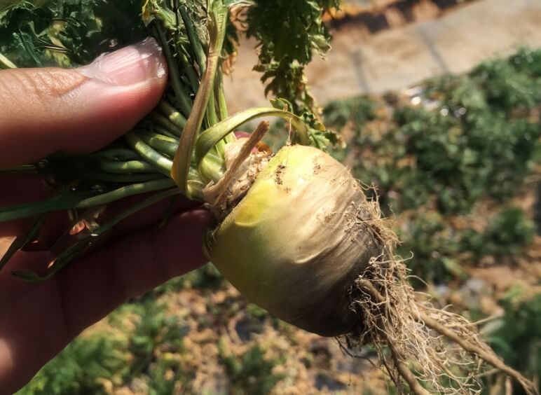 生マカの供給実績