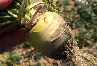 マカ栽培・生産事業