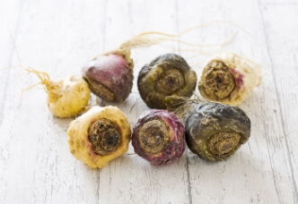 マカ栽培・生産事業