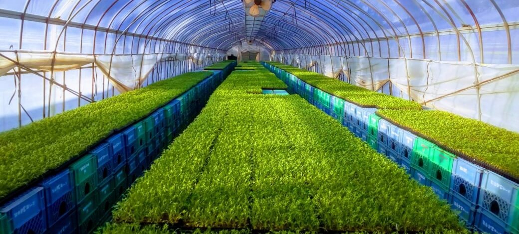 マカの栽培・収穫事業について