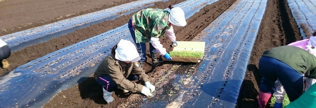 マカの栽培・収穫事業について