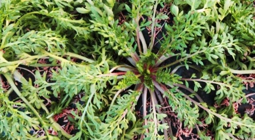 マカの栽培・収穫事業について