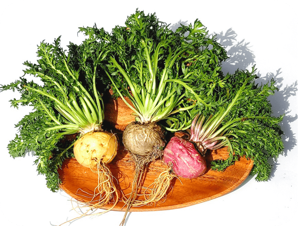 日本産マカについて